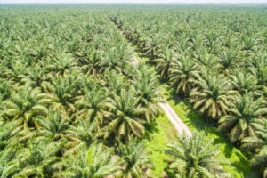 aerial view of palm oil plantation